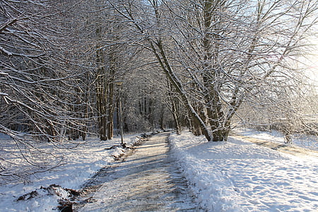invernale, foresta, inverno, freddo, nevoso, neve, magia d'inverno