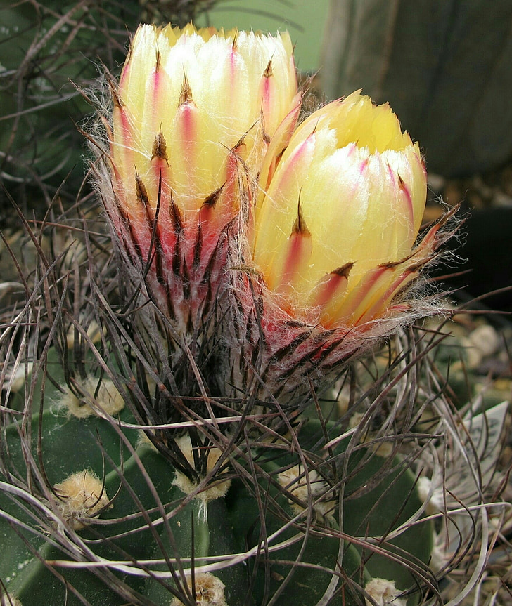 kaktusi, Astrophytum, senilni, priroda, biljka