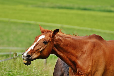con ngựa, khớp nối, Stallion, ăn, Paddock, màu nâu, Meadow