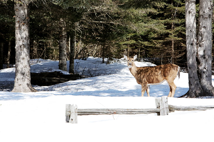 eläinten, eläinten valokuvausta, Deer, Metsä, Luonto, lumi, puut