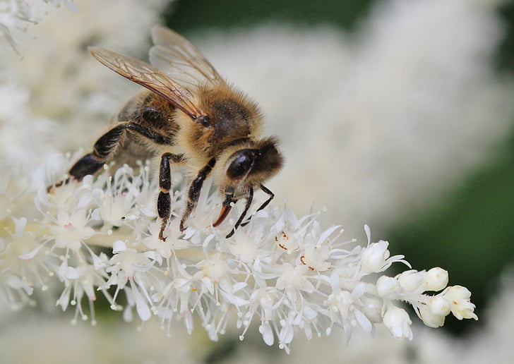 abeja, insectos, macro, flor, floración, polen, polinización