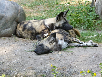 zoologijos sodas, hiena, gyvūnai, gulėti, drzemki, mistinis, Afrikos laukinių šunų