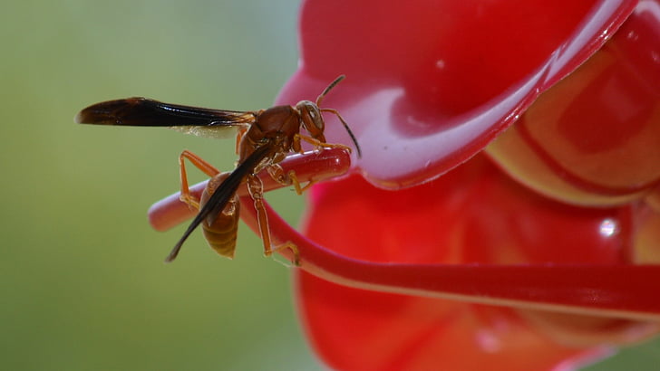 wasp, insect, bee, nature, bug, sting, stinging