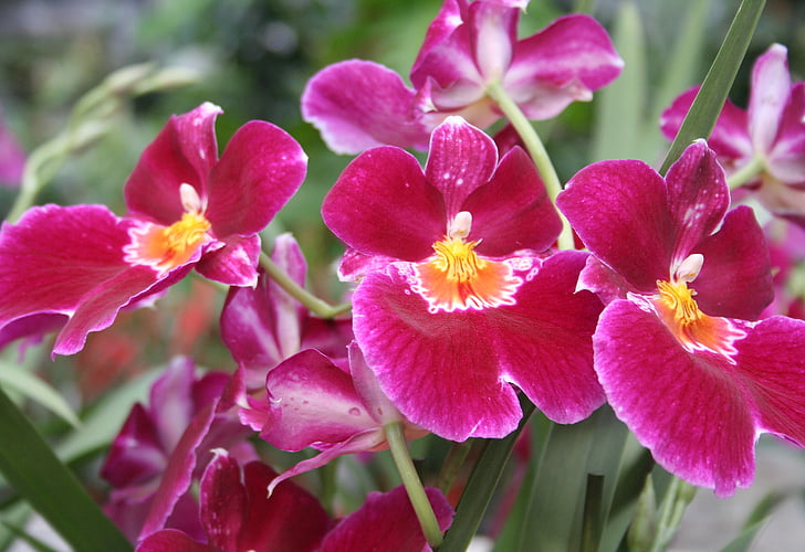orquídia vermell, orquídies, Rosa, flor, exòtiques, tropical, tancar