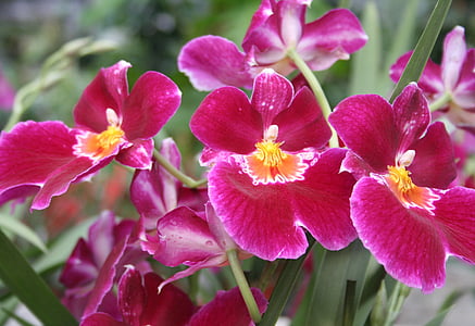 Orquídea roja, orquideas, rosa, flor, exóticos, tropical, cerrar