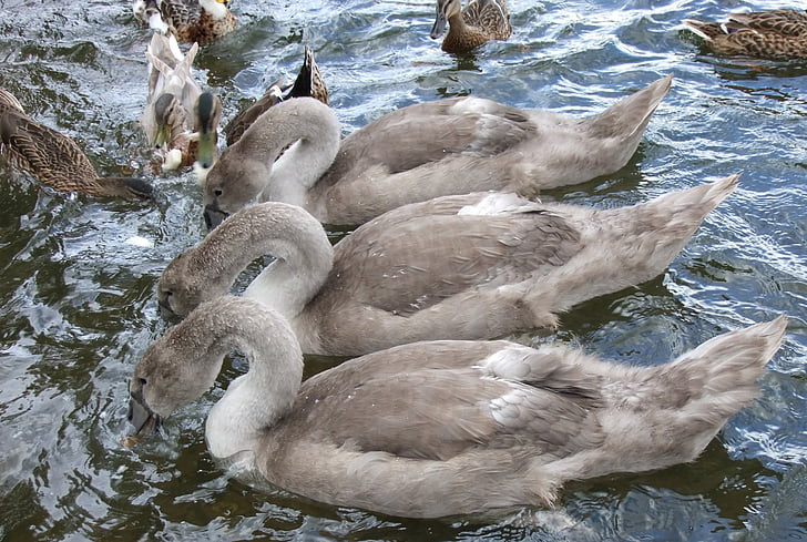 swan, signet, lake, three, trio, wild, outdoors