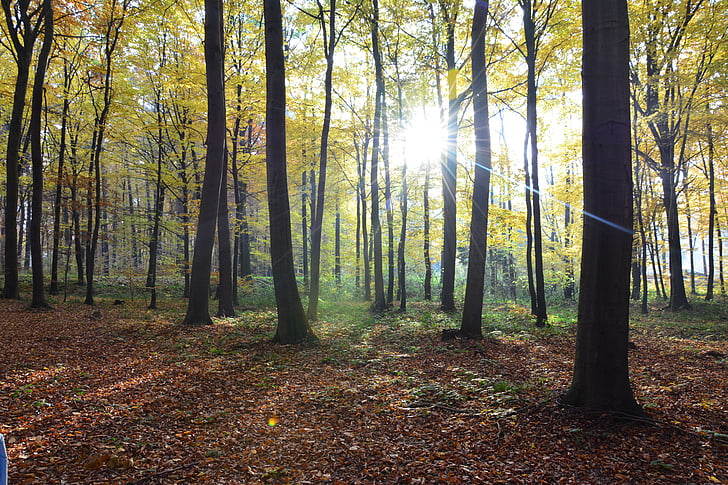 skov, efterår, træ, natur, landskab, løv, efteråret guld