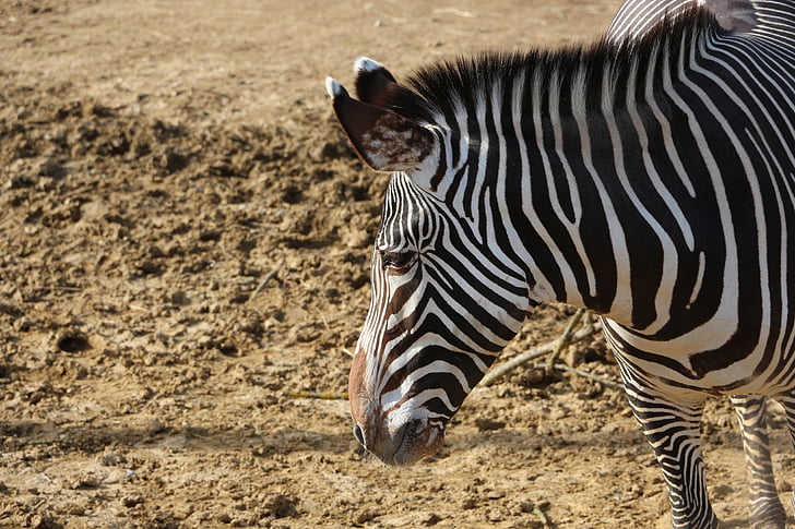 Zebra, Afrikos gyvūnai, arklių, juostelės, žemė, zoologijos sodas, ne