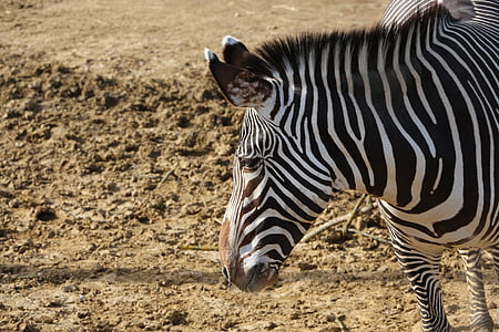 Zebra, Africká zvířata, koní, pruhy, země, Zoo, mimo