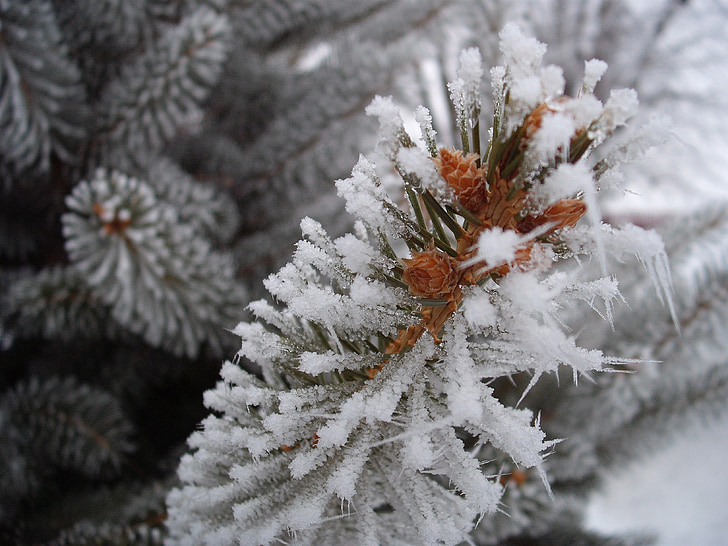 frost, winter, pine, snow, tree, branch, cold