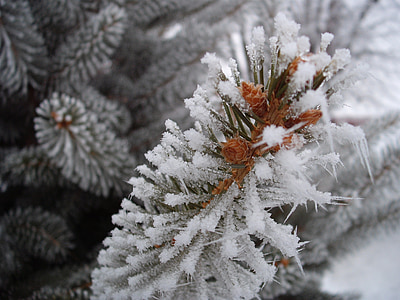 Frost, vinter, Pine, snö, träd, gren, kalla