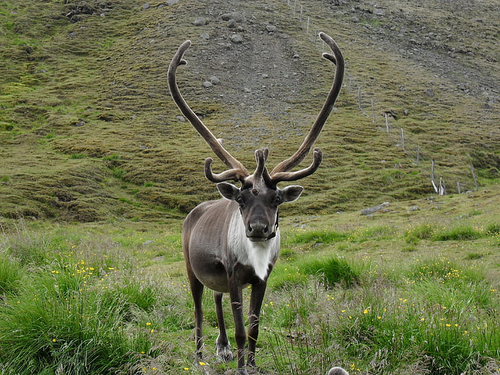 Северный олень, Исландия, Рога оленя, парнокопытные, Дикая природа, Природа, рогатый