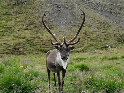 reindeer, iceland, antler, ungulate, wildlife, nature, horned