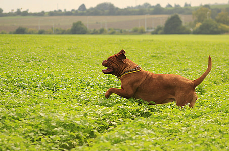 con chó, Mastiffs, Bordeaux, de, Dogue, hoạt động ngoài trời, mùa hè