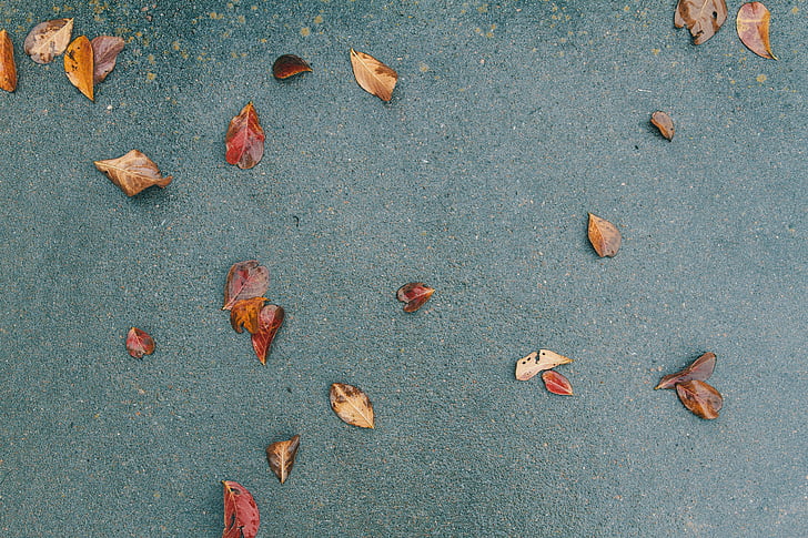 сушені, листя, Грін, поверхня, землі, Тротуарна, падіння