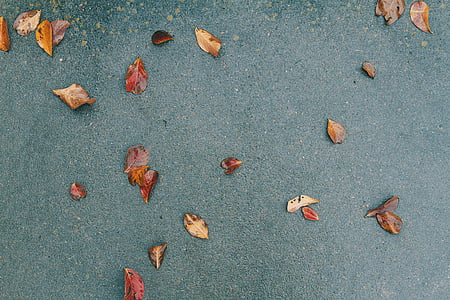 dried, leaves, green, surface, ground, pavement, fall