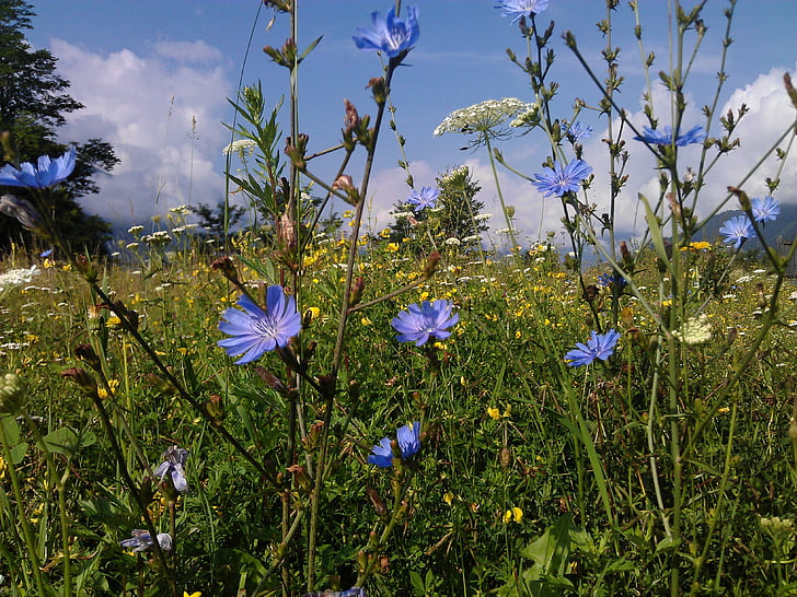 Alpine meadow, zomer, bloemen, Bluebottle, zomerbloemen, natuur, Alpine