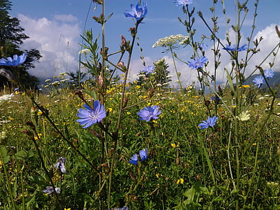 prado alpino, verano, flores, Bluebottle, flores de verano, naturaleza, Alpine