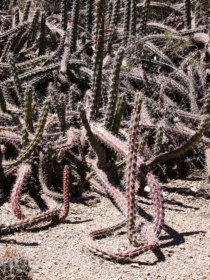 kaktusas, dykuma, Arizona, Jungtinės Amerikos Valstijos, sausas, Karšta