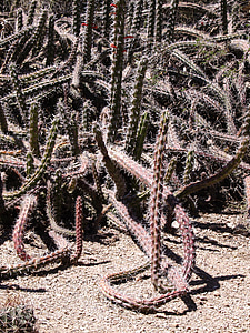 kaktus, ørken, Arizona, USA, tør, Hot