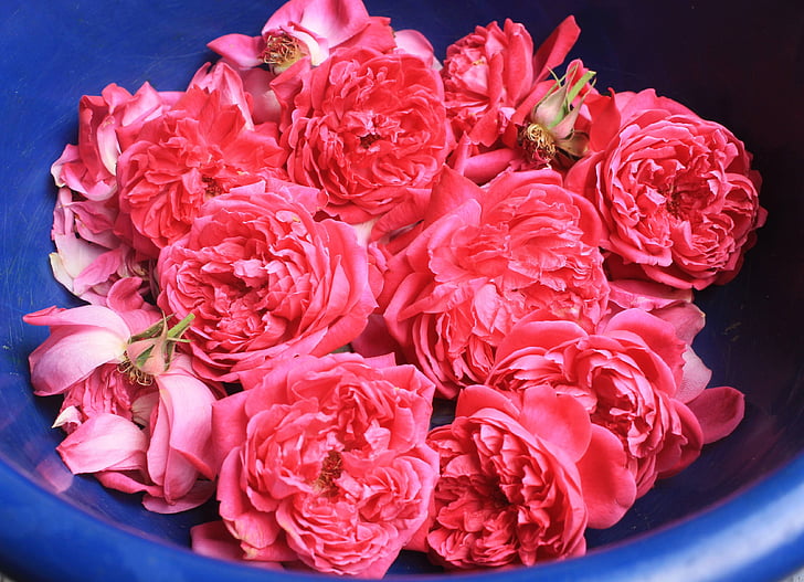 roses fresques, Pot-pourri porcellana, aromateràpia, flor