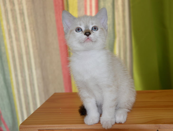 chat, chaton, yeux, félin, animaux, mignon, blanc