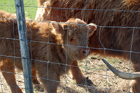 Highland vaca, granja, becerro, bebé, animal, lindo, vaca