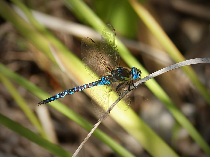 Dragonfly, modrá, křídla, hmyz, vodní