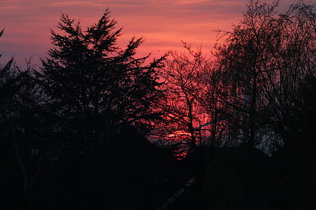 coucher de soleil, Afterglow, ciel du soir, nature, soleil vers le bas, arbre, silhouette