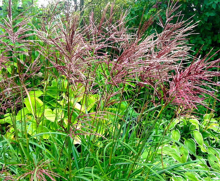 herba japonès, perenne, l'espiga vermella, natura, arbre, planta
