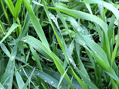 grass, nature, green, greens, morning, leaves, plant