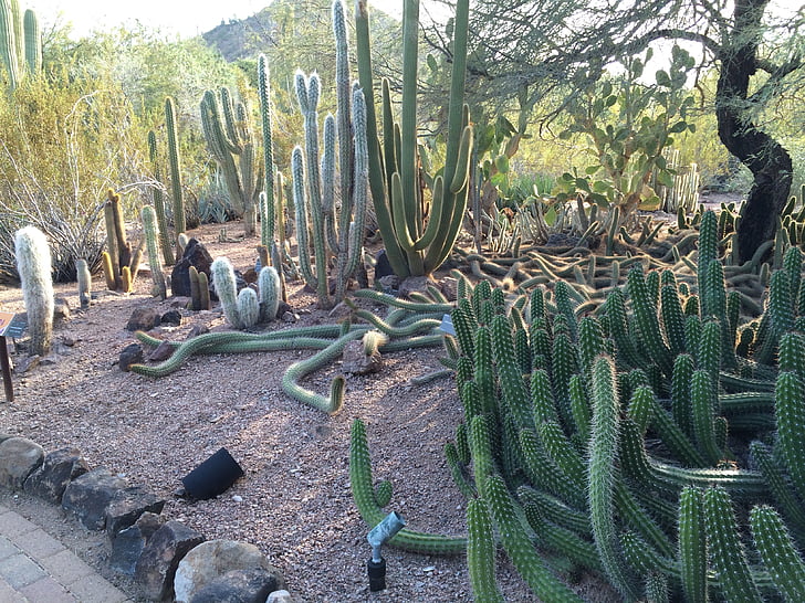 Cactus, Arizona, öken
