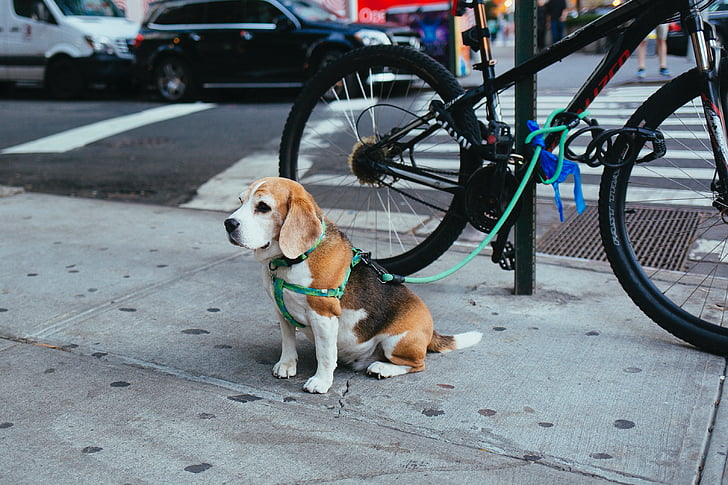 dog, puppy, animal, cute, leash, pet, street