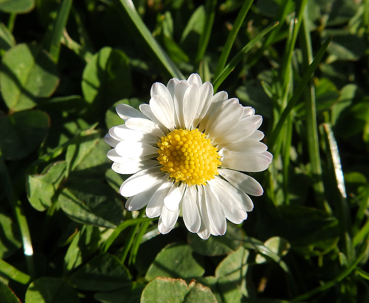 Daisy, Tausendschön, composites, Little daisy, vert, flore, printemps