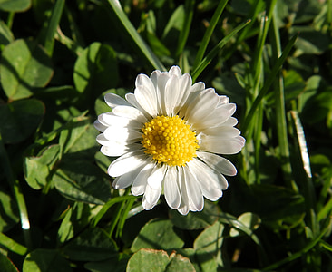 Daisy, tausendschön, composieten, weinig daisy, groen, Flora, lente
