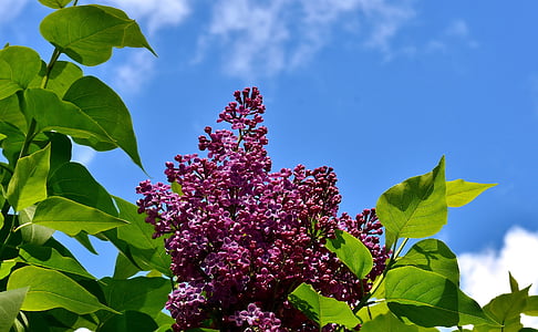 lilac, bush, bloom, lilac branch, plant, blossom, ornamental shrub