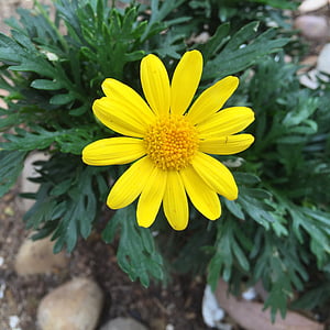 europsy, λουλούδι, κίτρινο λουλούδι, φύση, Κίτρινο, το καλοκαίρι, φυτό