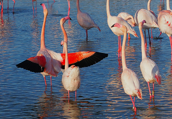 flamingos, color, birds, plumage, nature