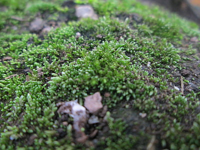 Moss, teren, pădure, pământ, verde, plante