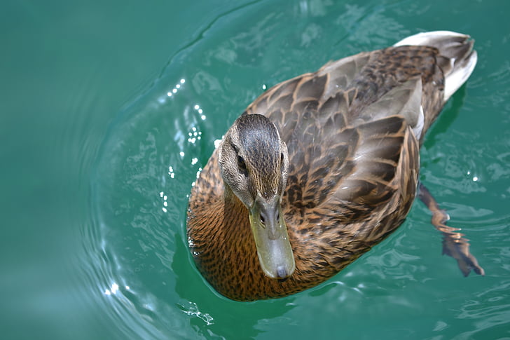 bird, duck, duck bird, duck swimming, female, mother, swim