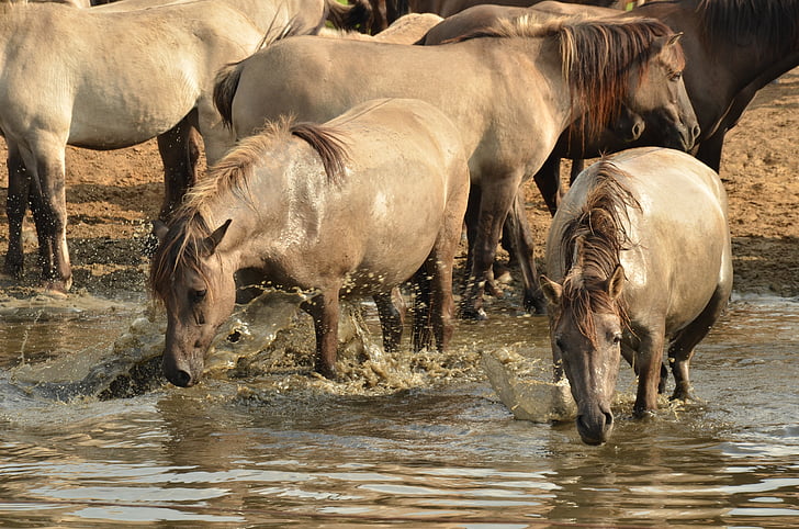 animal, mammal, horse, herd, brown, water, drinking