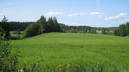 핀란드어, 여름, 필드, 옥수수 밭, 그린, 푸른 하늘, 나무