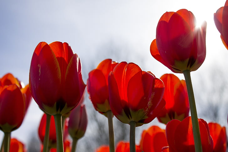 tulipas, Primavera, Países Baixos, campos de tulipas, flor, flores, vermelho