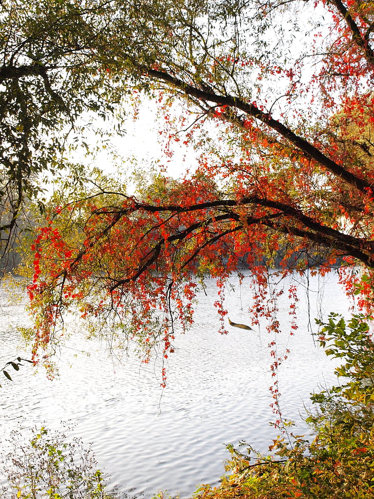 Rzeka, Główne, Bank, kolorowe liście, jesień, czerwone liście