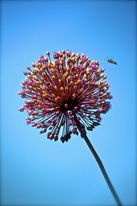 цвете, пчела, небе, насекоми, цветен прашец, природата, макрос