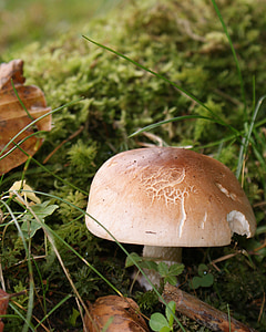森林, 蘑菇, 秋天, 森林蘑菇, 秋光, 心情, 自然