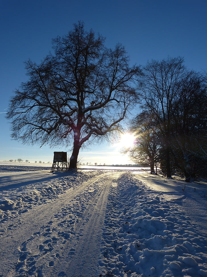 зимни, дърво, далеч, вечерта, abendstimmung, следи, сняг пейзаж