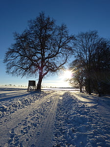 hivernal, arbre, distància, nit, abendstimmung, traces, paisatge de neu