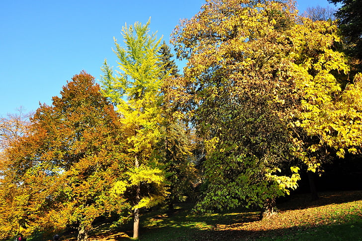 jeseni, dreves, narave, svetlobe, krone drevesa, drevo, listnato drevo