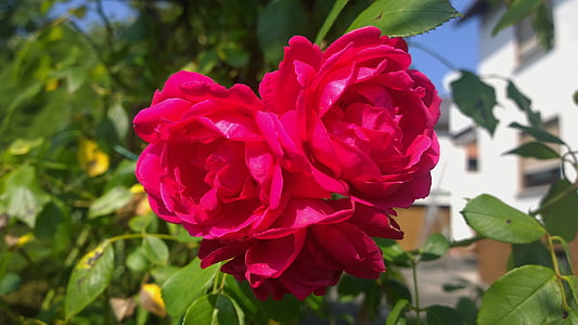 rose, garden, flower, red, front yard, nature, blossom